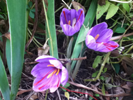 saffron crocus